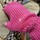 FUSHIA